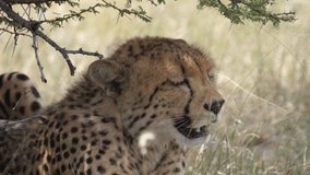 Close up from a cheetah under a bush at the savannah of the Kalahari Desert in Botswana - Powered by Shutterstock - Get 15% off with code: PIKWIZARD15