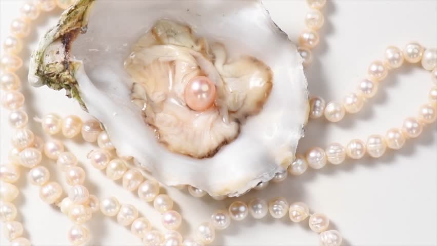 Pearls, One Natural pearl inside the oyster shell, close up, on white background. Nacre. Pearl necklace. Mother-of-pearl. Jewellery. Wealth concept. Rotating background, top view 