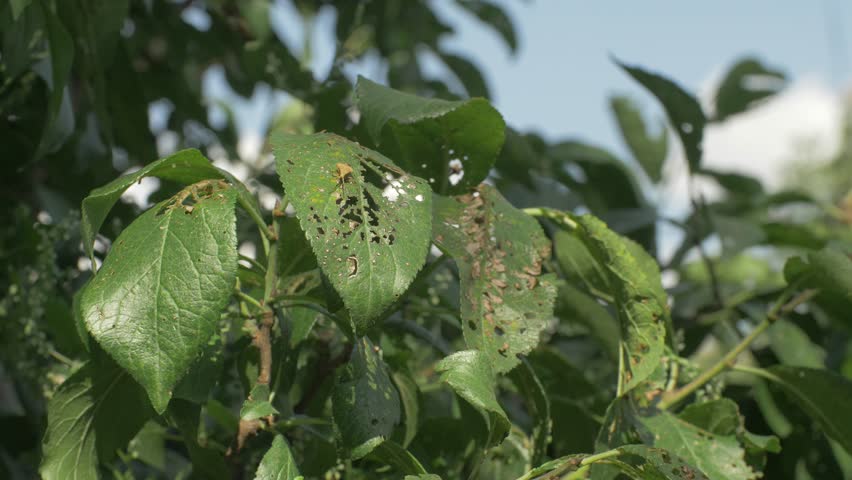 Plum leaf bears marks of pest infestation with holes scattered across surface. Damage can lead to reduced fruit yield as tree struggles to maintain health. Disease on healthy tree. Sick leaves
