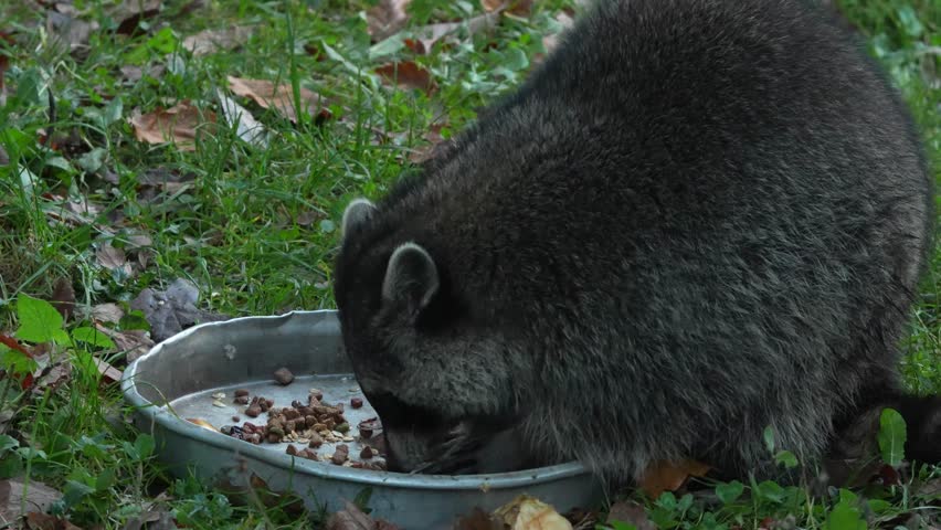 Close view of a raccoon eating fruit from a bowl on a meadow in fall
