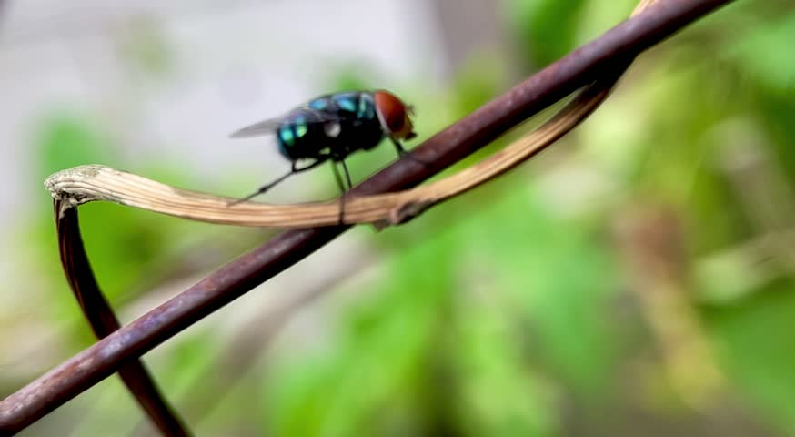 flies flap their wings on metal zoom, macro