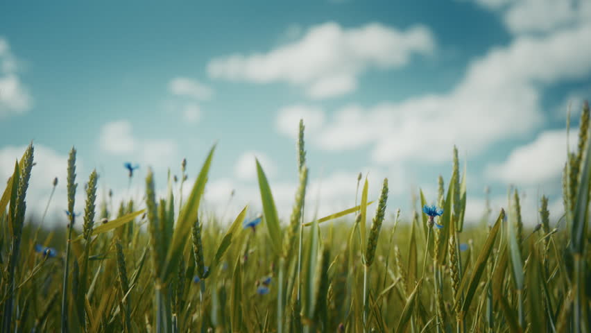 Crops swaying in the wind in the countryside during summer