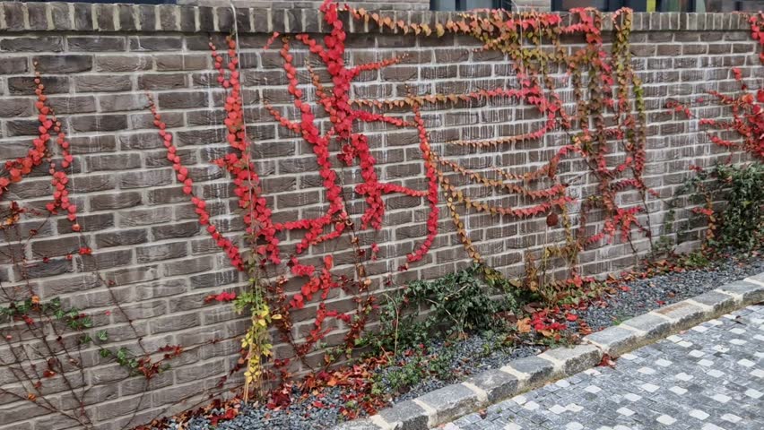 climbing vine grows on the smooth concrete walls with clips at the end of the leaves, targets stick to every surface. the gray wall of the fence is decorated with random branches of the creeper, high