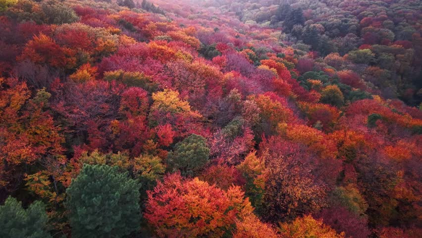 Breathtaking beauty of autumn foliage in vibrant forest during peak season. Forest adorned with vibrant autumn colors, showcasing rich hues of red, orange and yellow leaves during peak fall