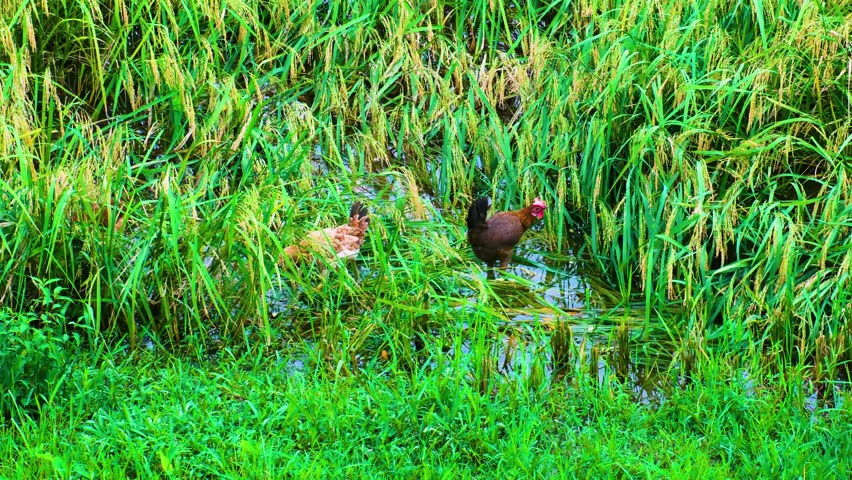 Domesticated Chickens Eating Paddy Rice Crops On A Flooded Farmfield. Static Shot