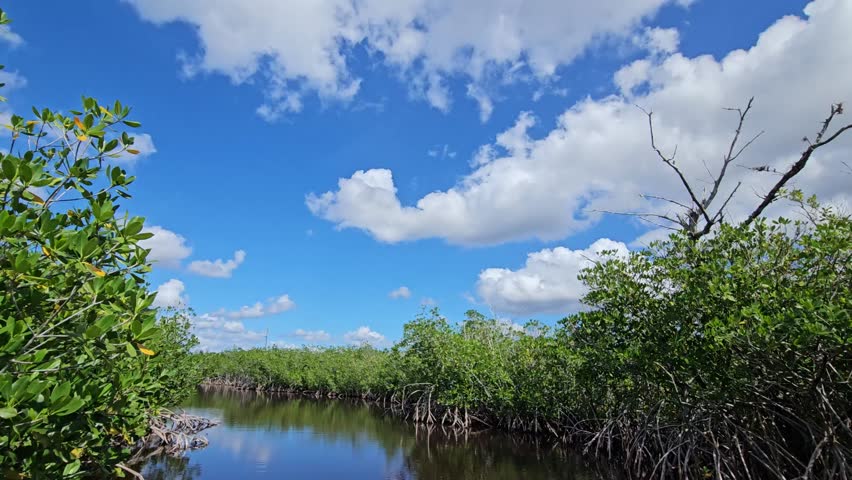 Airboat ride through the swamp in Everglades National Park