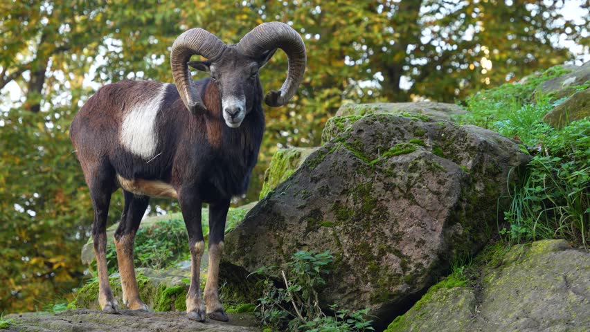Close up of male Mouflon, ram standing around on a sunny day in autumn.