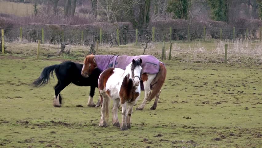 Horses grazing and playing together in a field