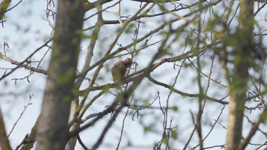 A youn cute hawfinch on a tree sitting and cleaning himself