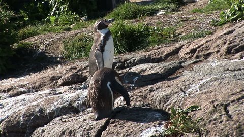 Magellanic penguins - Natures most loyal lovers - Wilde nature Stock Video