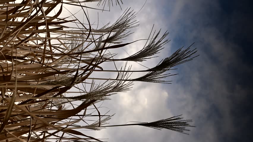 VERTICAL VIDEO, Autumn grasses withered in the wind in stormy weather