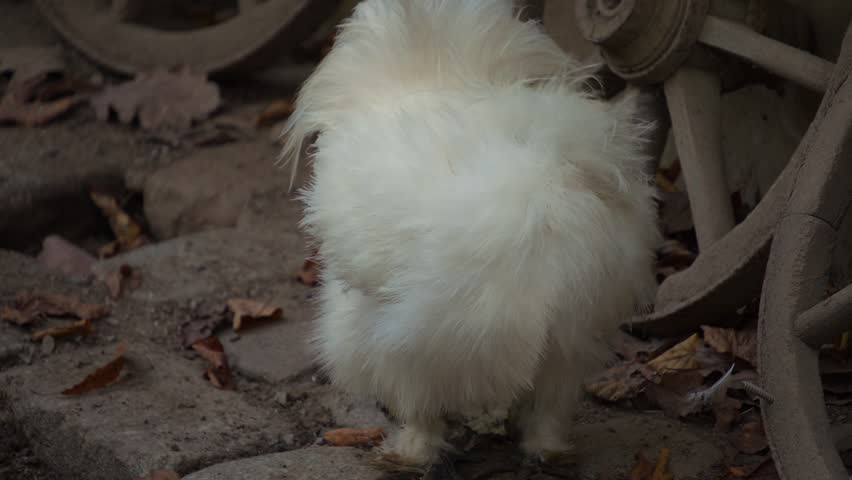 Close up of fluffy chicken on a sunny day in autumn moving around a yard