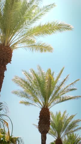 Camera looks up as it moves past rows a palm trees in Palm Springs California. Vertical Video.