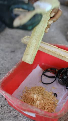Close up of harvesting black soldier fly eggs to be raised into larvae or maggots at an insect farm for animal feed.