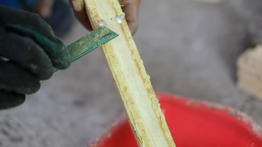 Close up of harvesting black soldier fly eggs to be raised into larvae or maggots at an insect farm for animal feed.