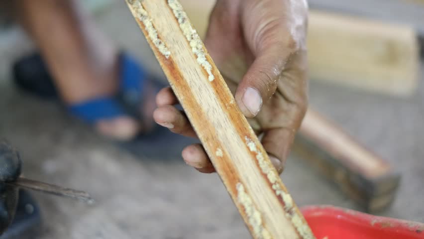 Close up of harvesting black soldier fly eggs to be raised into larvae or maggots at an insect farm for animal feed.