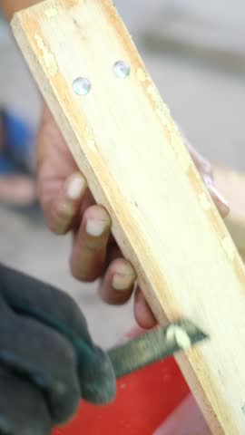 Close up of harvesting black soldier fly eggs to be raised into larvae or maggots at an insect farm for animal feed.
