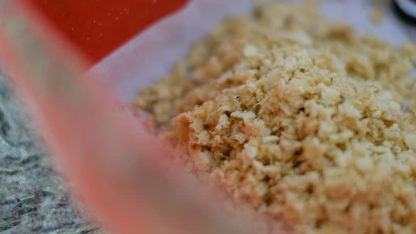 Close up of harvesting black soldier fly eggs to be raised into larvae or maggots at an insect farm for animal feed.