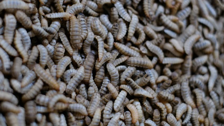 Close up of Black soldier fly (BSF) larvae or maggot, Hermetia Illucens insect farms for fish and poultry feed.