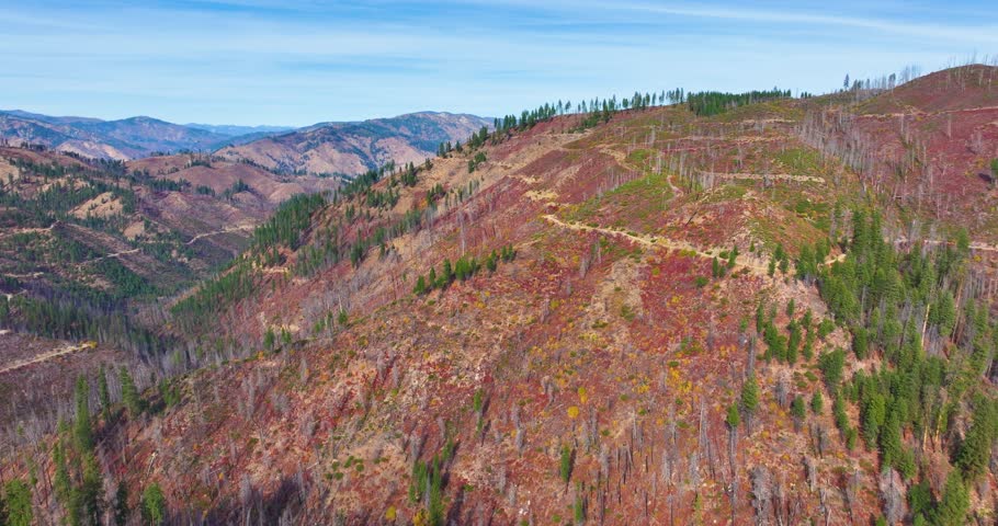 New Growth Trees After Fire Boise National Forest Aerial Drone