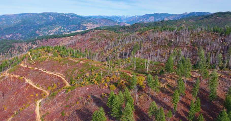 Regrowing Forest Hills Boise National Forest Idaho
