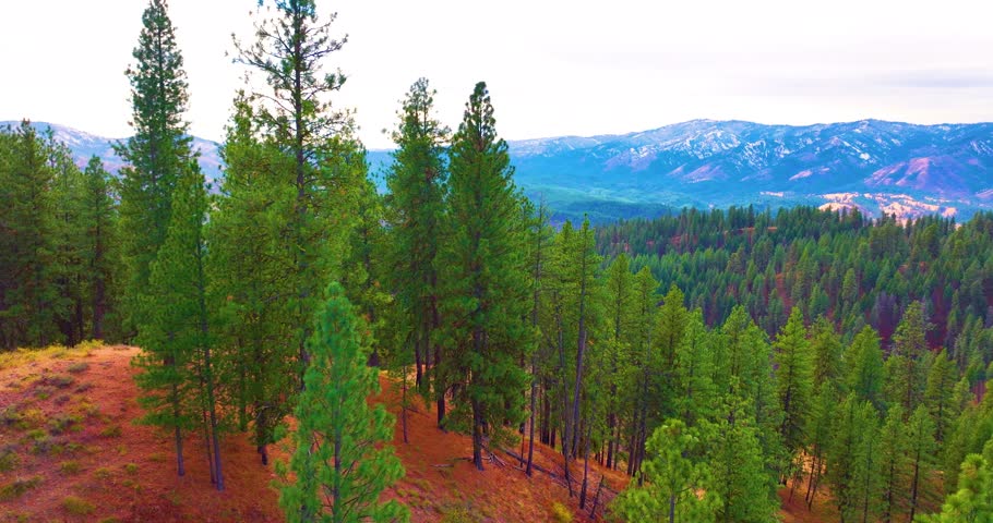 Aerial Drone Boise National Forest Towering Trees