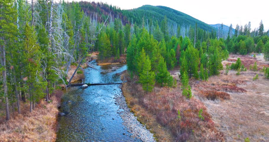 Aerial View River under Idaho Forest Canopy