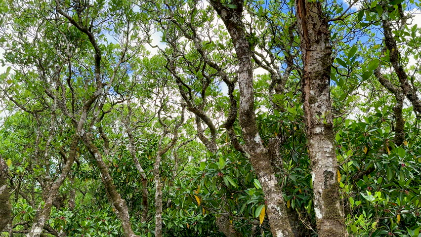 Mangrove trees in summer season