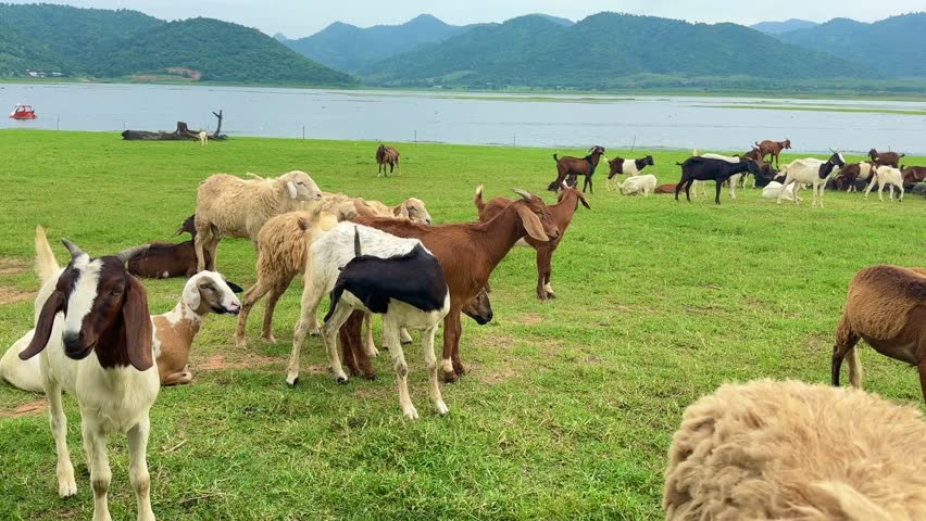 herd of goats and sheep grazing in a lush green field by a lake. Mountains rise in the background. Some of the goats and sheep are eating, others are standing or lying down. 