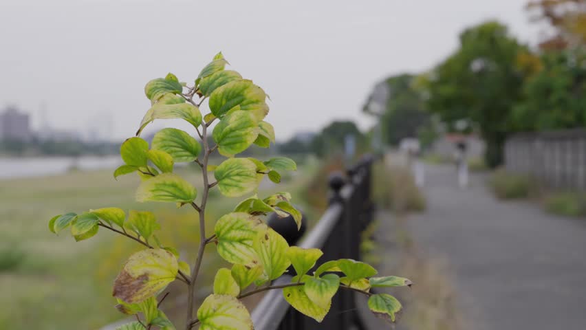 Material of Chinese Hackberry leaves swaying in the wind.
