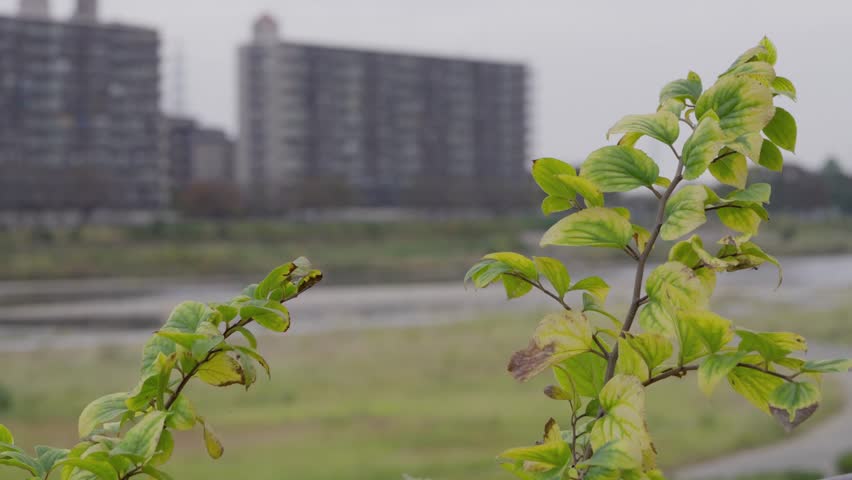 Material of Chinese Hackberry leaves swaying in the wind.