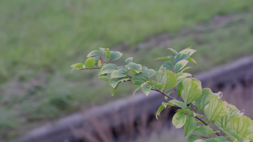 Material of Chinese Hackberry leaves swaying in the wind.