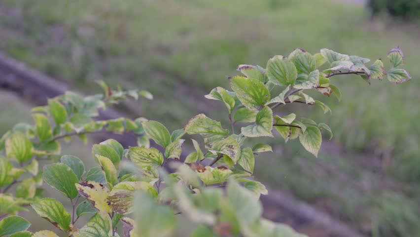 Material of Chinese Hackberry leaves swaying in the wind.