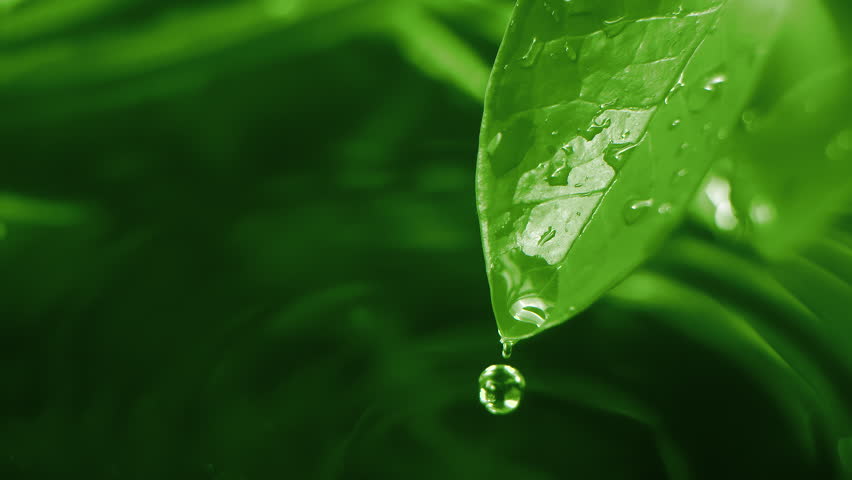 Slow motion macro shot of water droplet falling from fresh green leaf. Alternative herb skin care medicine concept. Herbal essence dropping from leaf. Organic serum drop or green tea tree oil extract - Powered by Shutterstock - Get 15% off with code: PIKWIZARD15