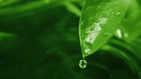Slow motion macro shot of water droplet falling from fresh green leaf. Alternative herb skin care medicine concept. Herbal essence dropping from leaf. Organic serum drop or green tea tree oil extract - Powered by Shutterstock - Get 15% off with code: PIKWIZARD15