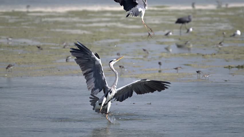 Migratory birds Grey heron fighting  in the shallow marsh land at the bird sanctuary for fish 