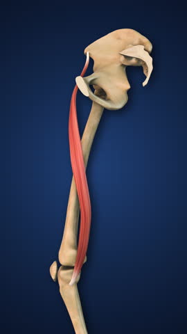 Sartorius Muscle Highlighted with Lower Limb