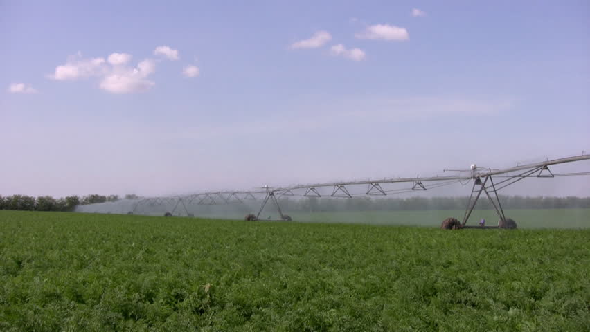 Carrot field. Sunny weather with little cloudiness. Watering machine works by