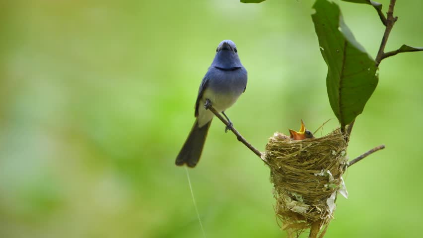 Black-naped Monarch bird feeding insect for baby in nest on a branch.