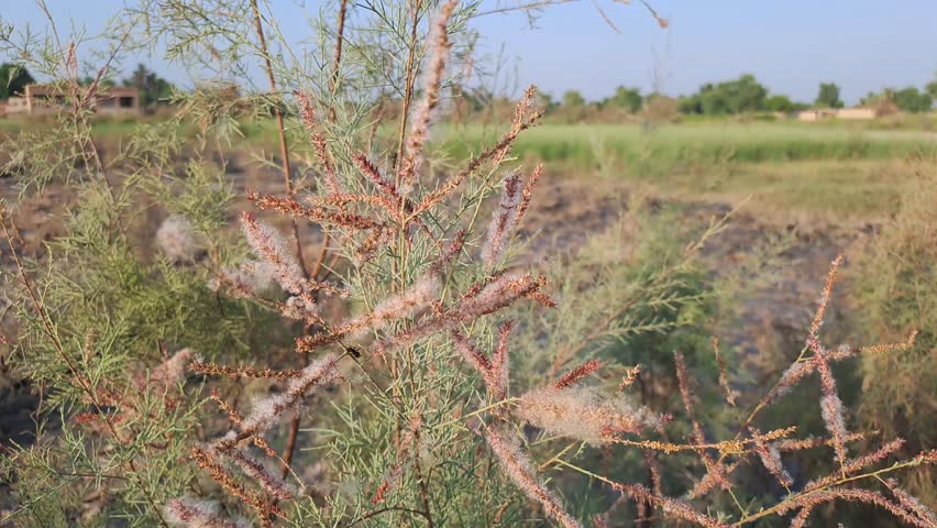 close-up of a plant with thin, feathery branches and small, white flowers.