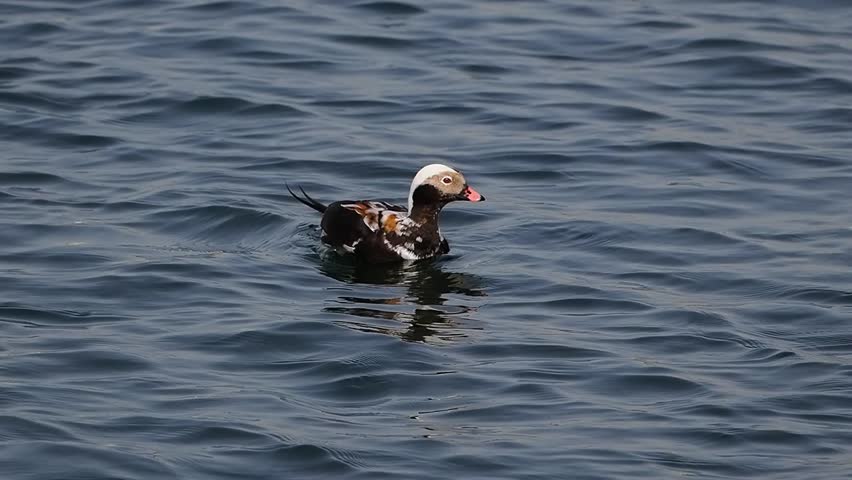 Long tailed duck swims on the water, slow motion