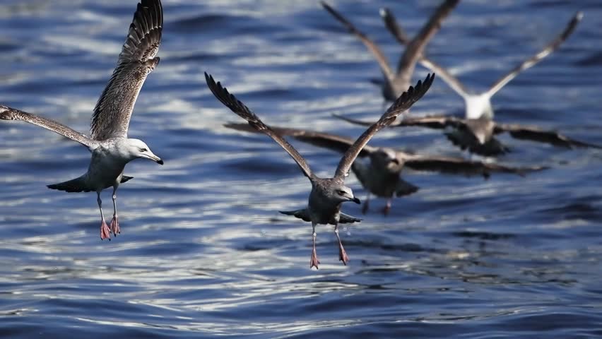 seagulls flying over the sea slow motion