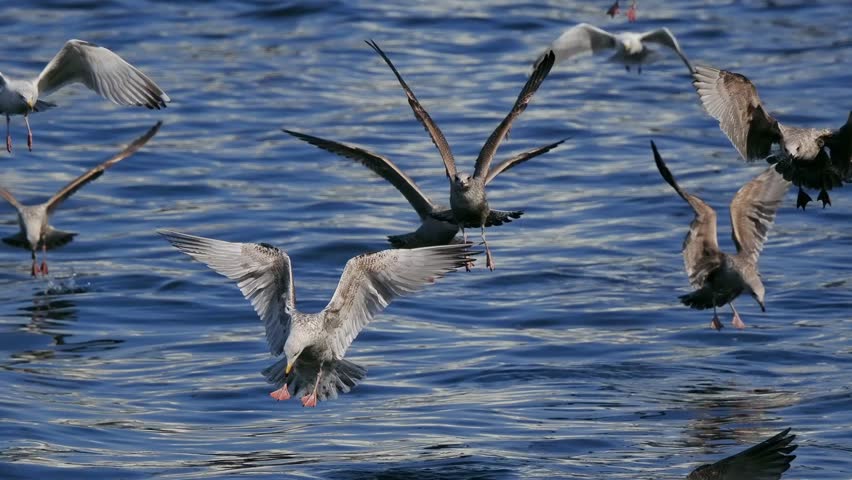 seagulls flying over the sea slow motion
