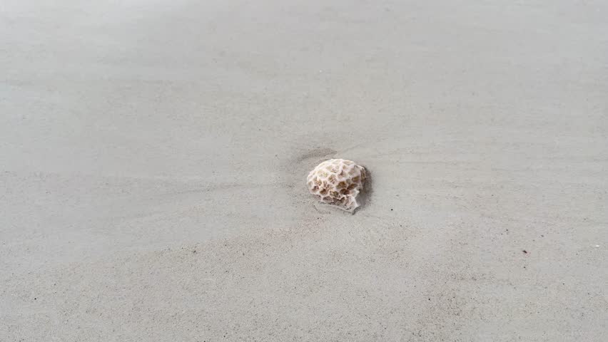 Bleached coral fragments rest on a sandy beach