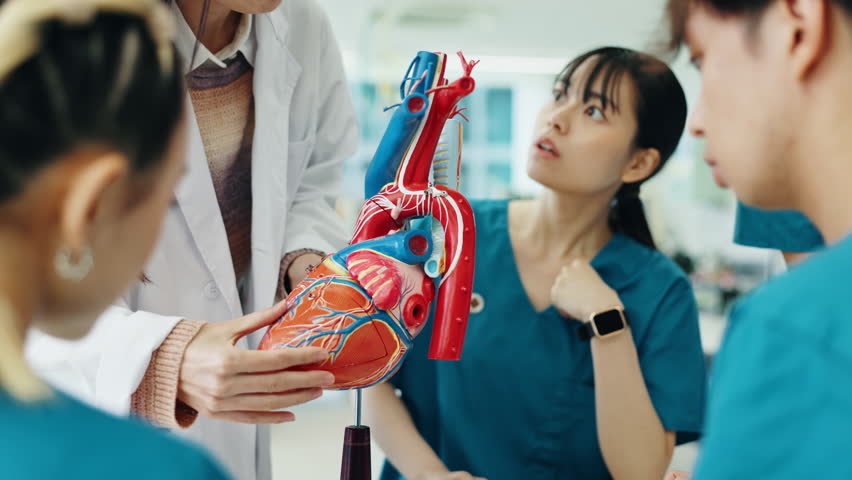 Cardiologist, medical students and heart anatomy model for demonstration for training and questions in Japan. People, pointing and atrium with doctor on lecture in with organ toy for healthcare