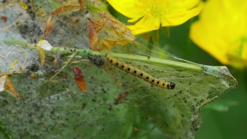 Close-up of a yellow caterpillar slowly moving within its cocoon, showcasing intricate details of the cocoon's texture and the caterpillar's gentle movements in a natural setting.