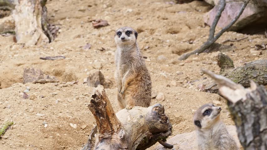 Curious meerkat sitting on a log, enjoying the warm desert sun