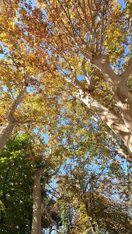 Vertical video of walking beneath the golden autumn leaves of tall London plane trees (Platanus hispanica) stretching towards a bright blue sky