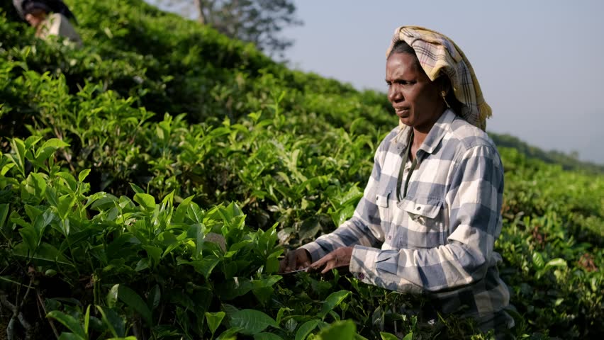 Tea picking at a plantation in Munnar, India. Woman picks green tea leaves
