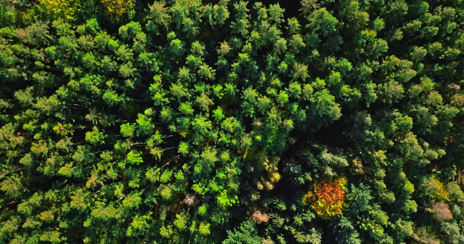 Top down view of autumn forest in Poland. Polish rainforests in autumn.